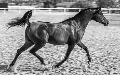 Horse standing on field