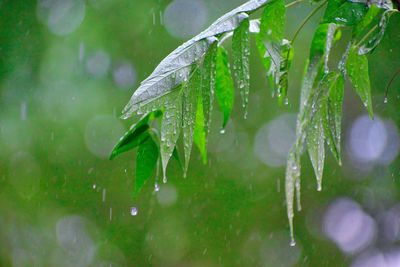 Close-up of wet spider web on plant