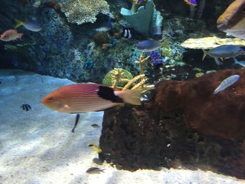 View of fish swimming in sea