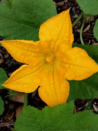 Close-up of yellow flower