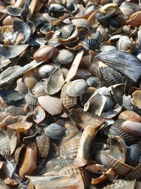 Full frame shot of shells