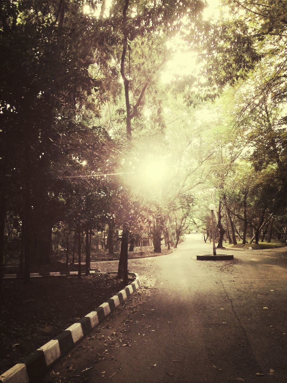 tree, tranquility, sun, sunlight, tranquil scene, sunbeam, the way forward, nature, beauty in nature, scenics, lens flare, branch, growth, footpath, park - man made space, tree trunk, treelined, diminishing perspective, forest, no people