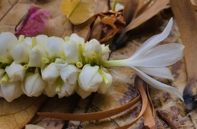 Close-up of white flowering plants