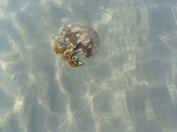 Close-up of jellyfish in water