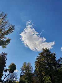 Low angle view of trees against blue sky