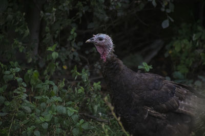 Close-up of a bird looking away