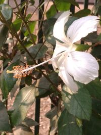 Close-up of white flowers blooming outdoors