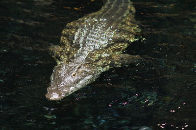 High angle view of turtle swimming in water