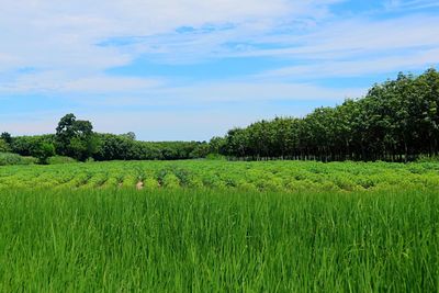 Scenic view of agricultural field against sky