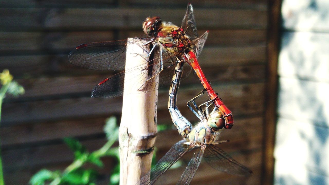 CLOSE UP OF DRAGONFLY