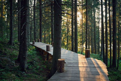 Footpath amidst trees in forest