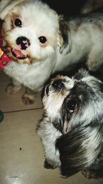 Portrait of cute puppy at home