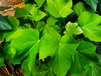 Full frame shot of green leaves