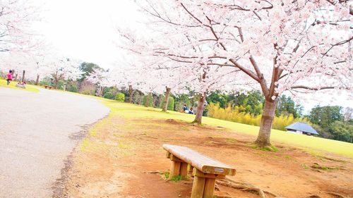 Trees in park against sky