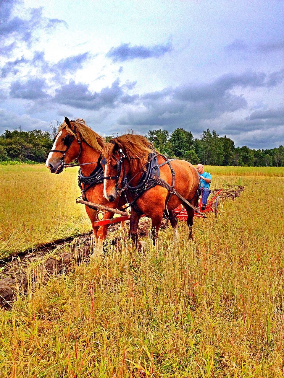 sky, field, grass, cloud - sky, domestic animals, horse, livestock, landscape, animal themes, mammal, cloudy, cloud, grassy, rural scene, cow, herbivorous, nature, agriculture, farm, tranquility