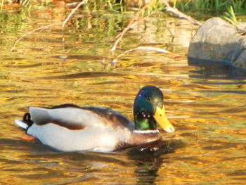 Side view of a duck in lake