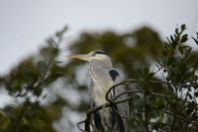 Close-up of gray heron perching on tree