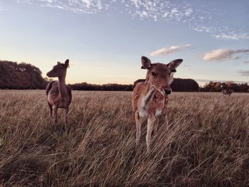 Horse standing in a field