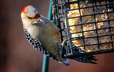 Woodpecker arrives on the suet feeder