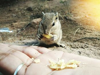 Close-up of hand against squirrel eating food