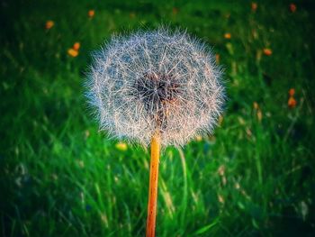 Close-up of thistle blooming outdoors