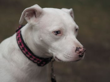 Close-up of a dog