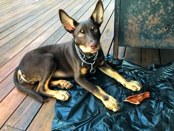 High angle view of dog sitting on wood