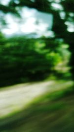 Defocused image of trees in forest