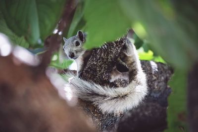 Close-up of cat on tree