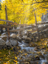 Trees in forest during autumn