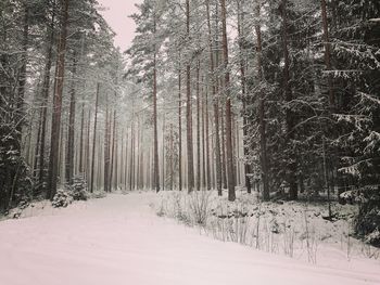 Snow covered trees in forest