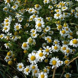 High angle view of flowers blooming on field