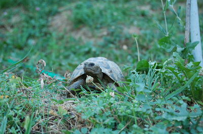 Close-up of lizard on grass
