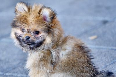 Close-up of a dog looking away