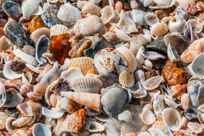 High angle view of shells on sea shore