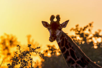 Giraffe standing on land during sunset