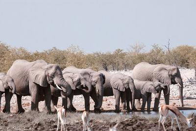 Group of african elephants gathering near lake and drinking water in savanna on sunny day