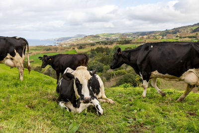 Cute cows at the azores islands, on pasture, view to the ocean.