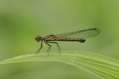 Close-up of damselfly on leaf