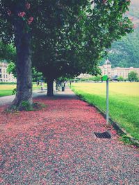 Footpath in park