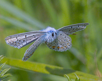 Close-up of butterfly on flower