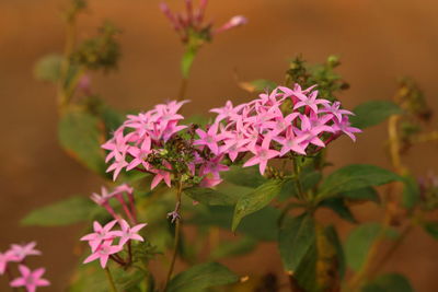 Close-up of pink flowering plant