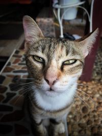 Close-up portrait of a cat
