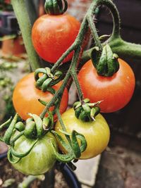 Close-up of fresh tomatoes