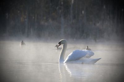 Swan swimming in misty lake