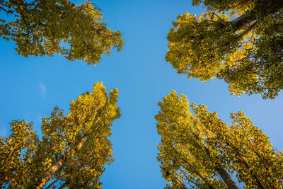 Low angle view of trees against clear blue sky