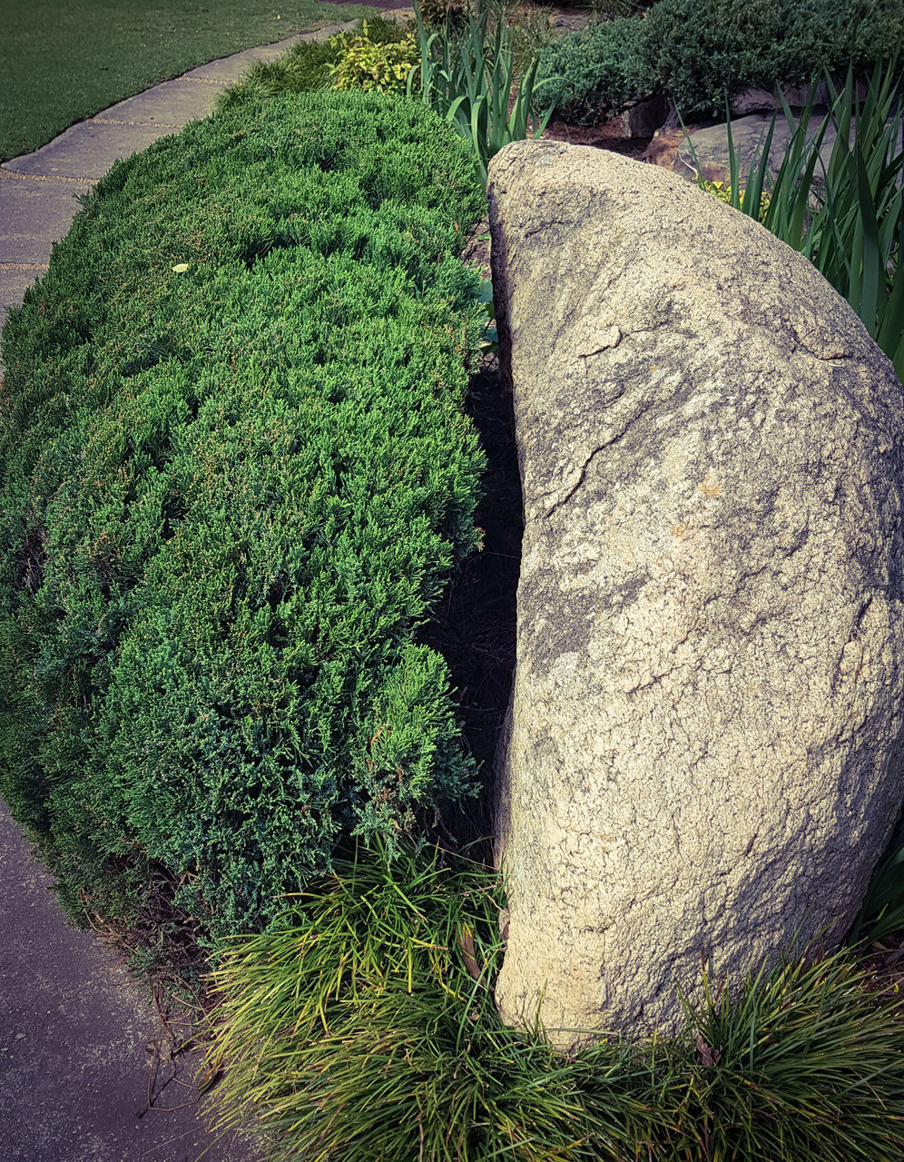 HIGH ANGLE VIEW OF LEAF ON ROCK BY TREES