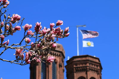 Low angle view of flowers against clear blue sky