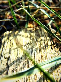 Close-up of rocks