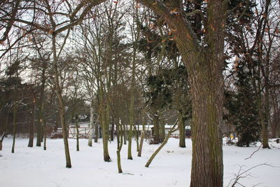 Trees on snow covered landscape during winter